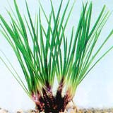 www.grandaquatic.com/Products/Plants/Acorus%20%20pusillus.jpg