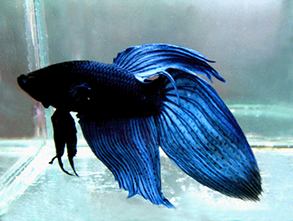black betta fish for sale