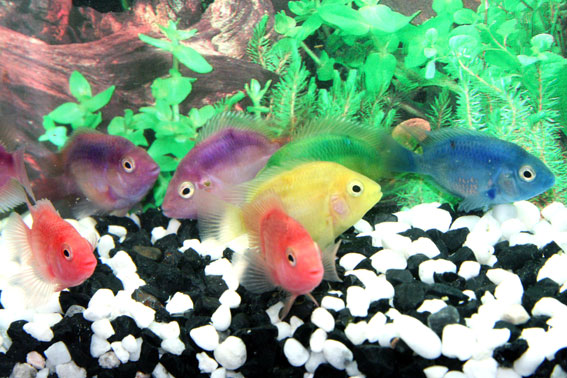 freshwater tropical fish