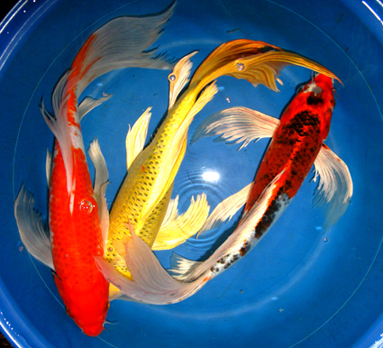 Les Poissons d'Aquarium fabriqués GA-2402.100