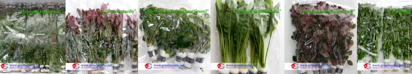 Aquatic plants export from Thailand