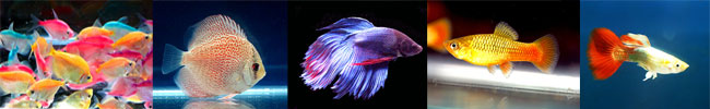 ornamental fish exporter from Thailand