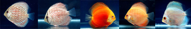 Discus fish