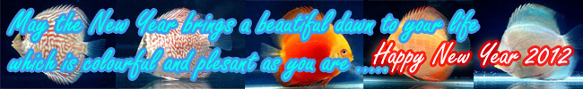 Discus fish