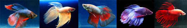 Betta fish