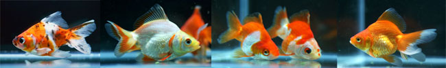 Goldfish