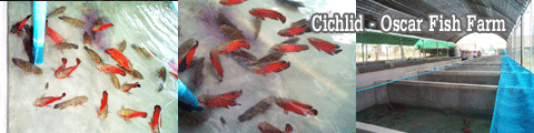 Cichlid - Oscar  Fish Farm