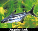 Pangasius-Sutchi.gif
