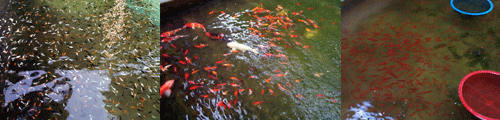 Koi Fish , Molly , Platy