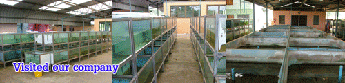 supply freshwater tropical fish trading and exporter from Thailand