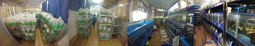 Packing process for export aquarium fish