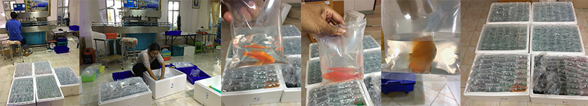 single packing for aquarium fish export