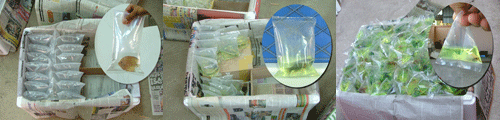 single fish packing (Discus, Betta ,Arfican cichlid)