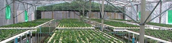 aquatic plants farm and export