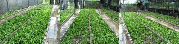 aquatic plants farm and export