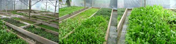 aquatic plants farm and export