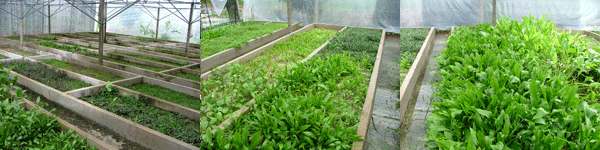 aquatic plants farm and export