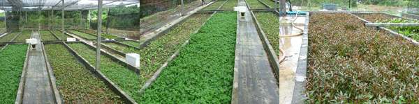 aquatic plants farm and export