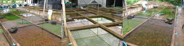 aquatic plants farm and export