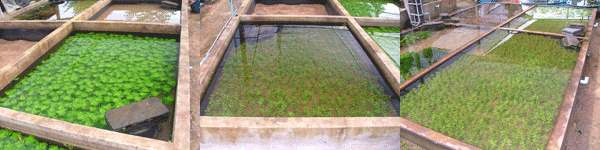 aquatic plants farm and export