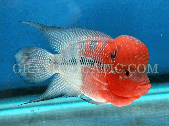 Aquarium fishes, Freshwater fish, tropical fish, Ornamental fish