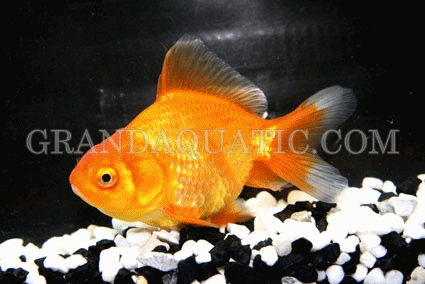 goldfish eggs fertilized. Woman perch using eggs towards