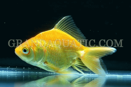 goldfish tank size. keepers and goldfish tank